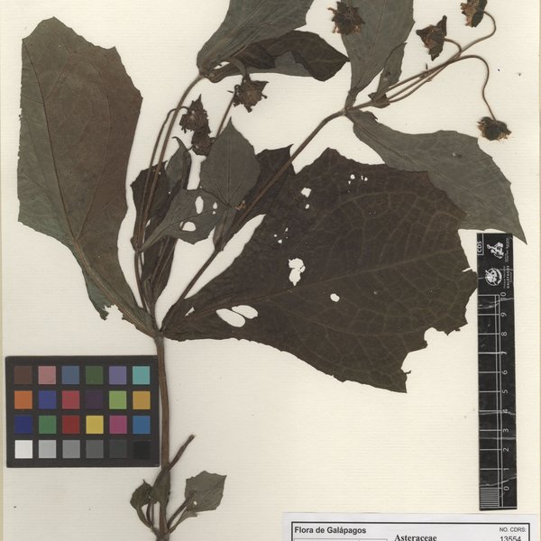 Smallanthus sonchifolius (Poepp.) H. Rob.