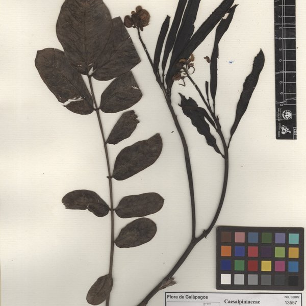 Senna alata (L.) Roxb.