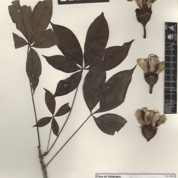 Ceiba pentandra (L.) Gaertn.