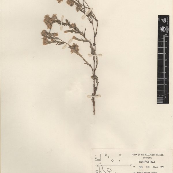 Pseudognaphalium viravira (Molina) Anderb.