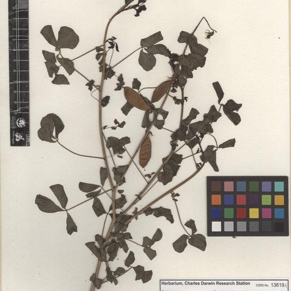 Crotalaria incana var. nicaraguensis Senn