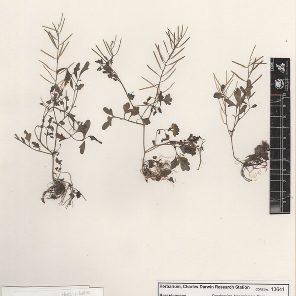 Cardamine bonariensis Pers.