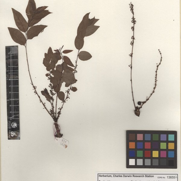Phyllanthus acidus (L.) Skeels