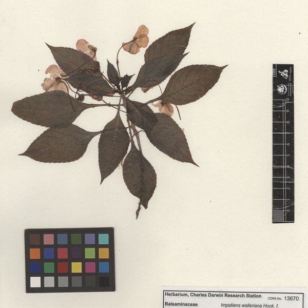 Impatiens walleriana Hook. f.