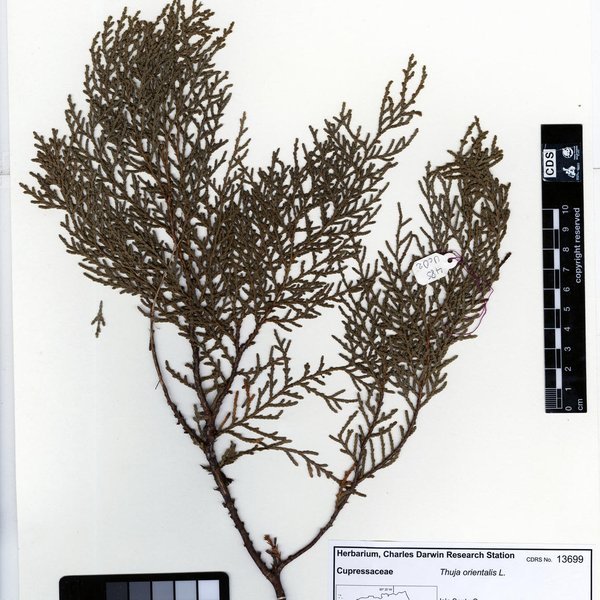Platycladus orientalis (L.) Franco