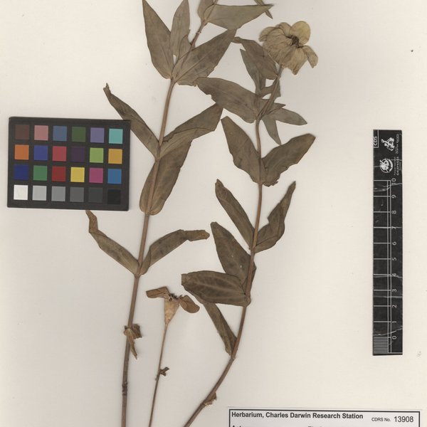 Zinnia peruviana (L.) L.