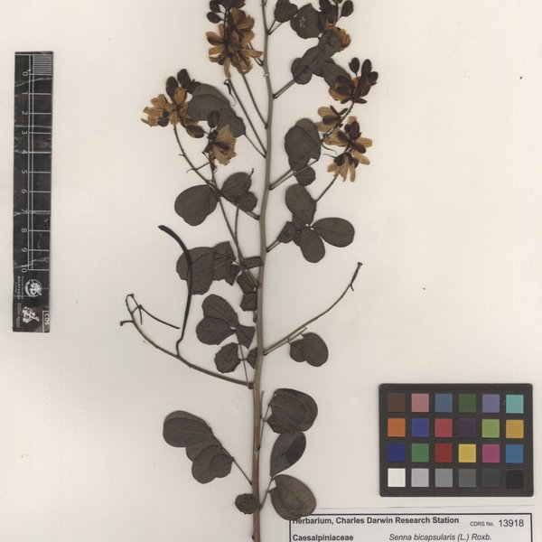 Senna bicapsularis (L.) Roxb.