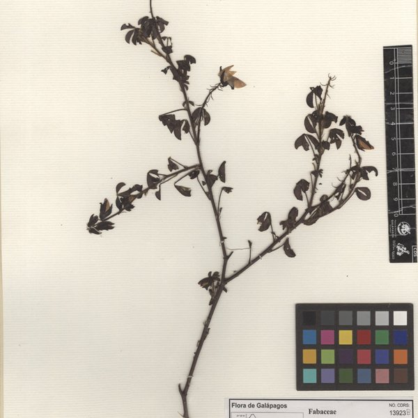 Crotalaria incana subsp. incana L.