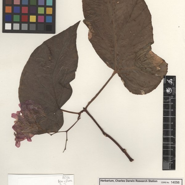 Begonia dichroa Sprague