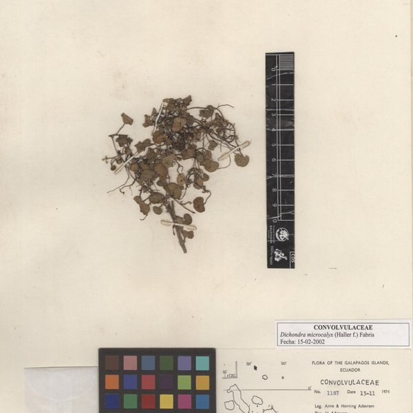 Dichondra microcalyx (Hallier f.) Fabris