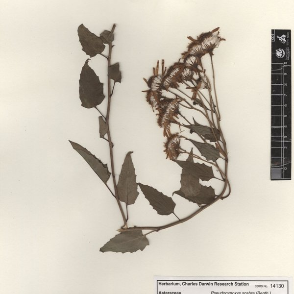 Pseudogynoxys scabra (Benth.) Cuatrec.