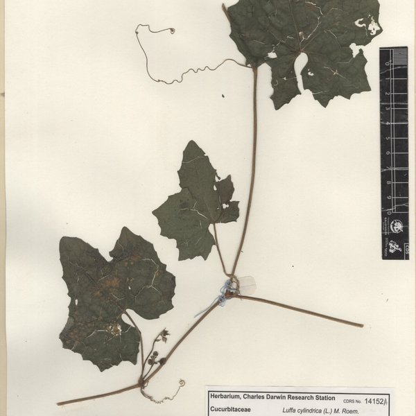 Luffa cylindrica (L.) M. Roem.