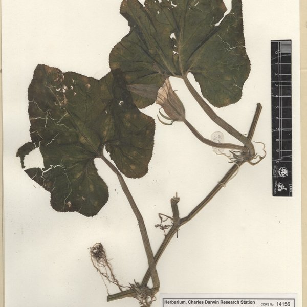 Cucurbita moschata (Duchesne ex Lam.) Duchesne ex Poir.