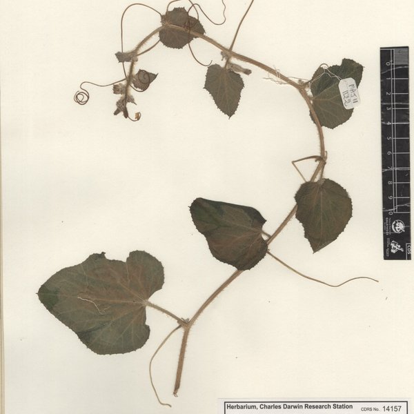 Cucumis melo L.