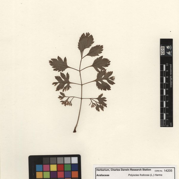 Polyscias fruticosa (L.) Harms