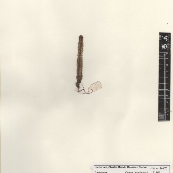 Cereus peruvianus var. 1 (L.) J.S. Muell.