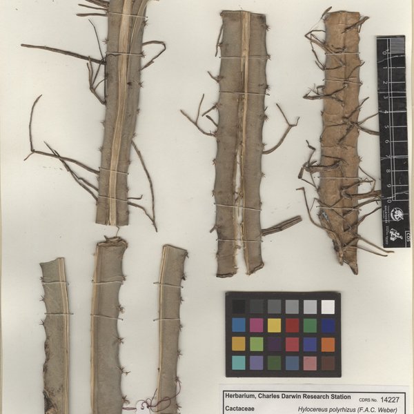 Selenicereus monacanthus (Lem.) D.R.Hunt