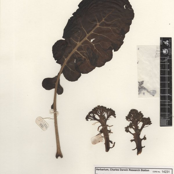 Brassica oleracea var. italica Plenck