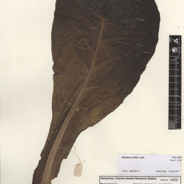 Brassica cretica Lam.