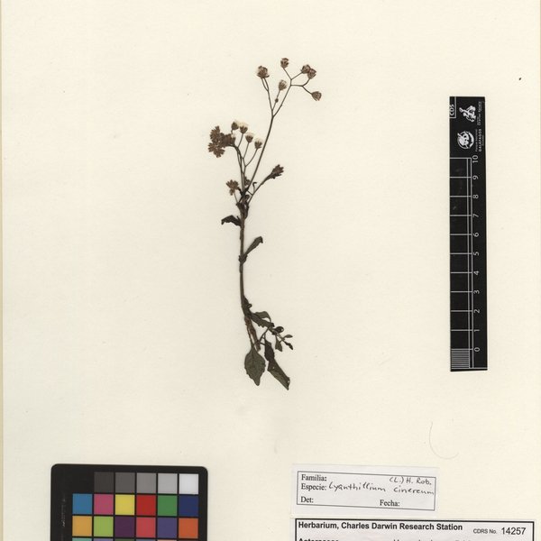 Cyanthillium cinereum (L.) H. Rob.
