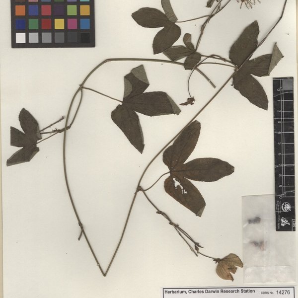 Dalechampia scandens L.