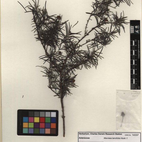 Cereus hildmannianus subsp. hildmannianus K.Schum.