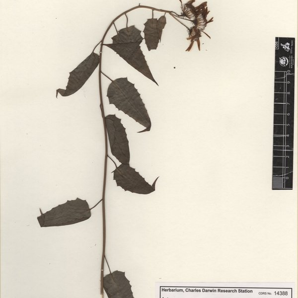 Pseudogynoxys chenopodioides (Kunth) Cabrera