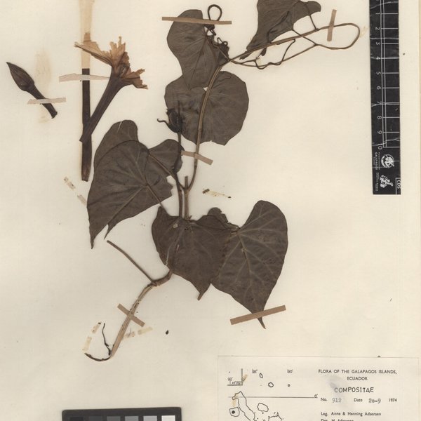 Ipomoea alba L.