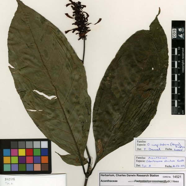 Odontonema cuspidatum (Nees) Kuntze