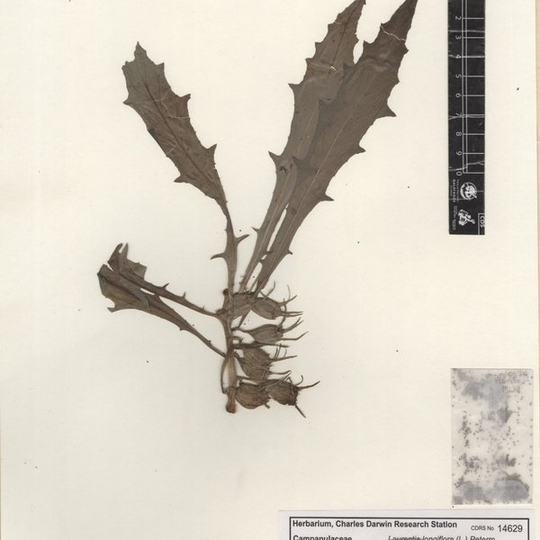 Hippobroma longiflora (L.) G. Don