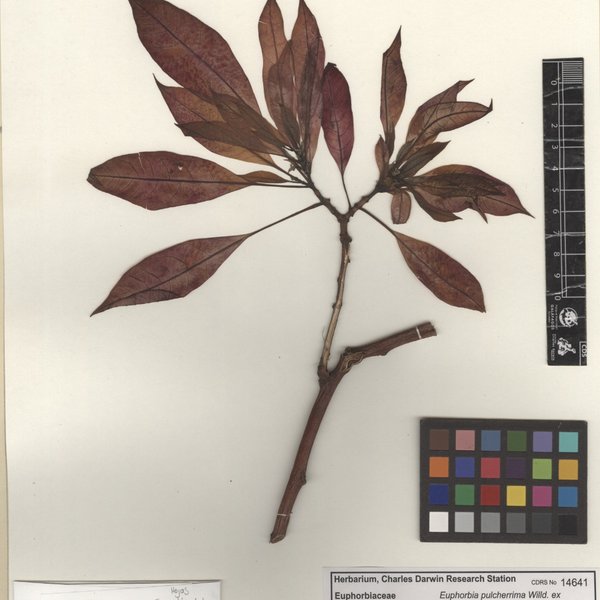 Euphorbia pulcherrima Willd. ex Klotzsch