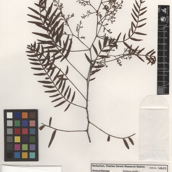 Schinus molle L.