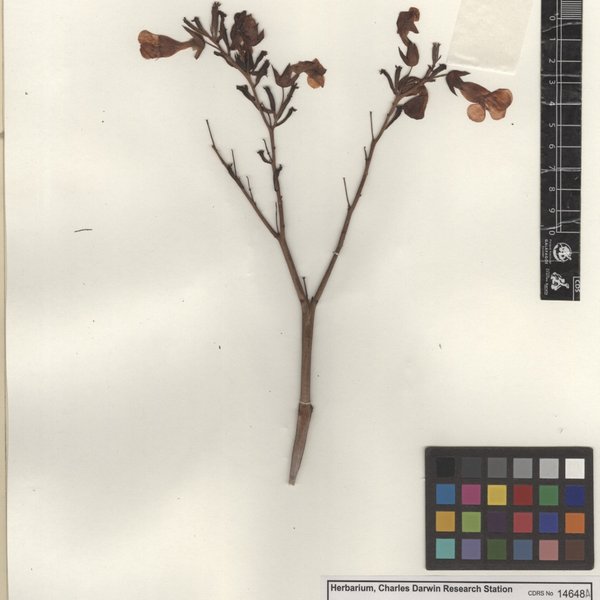 Kalanchoe delagoensis Eckl. & Zeyh.