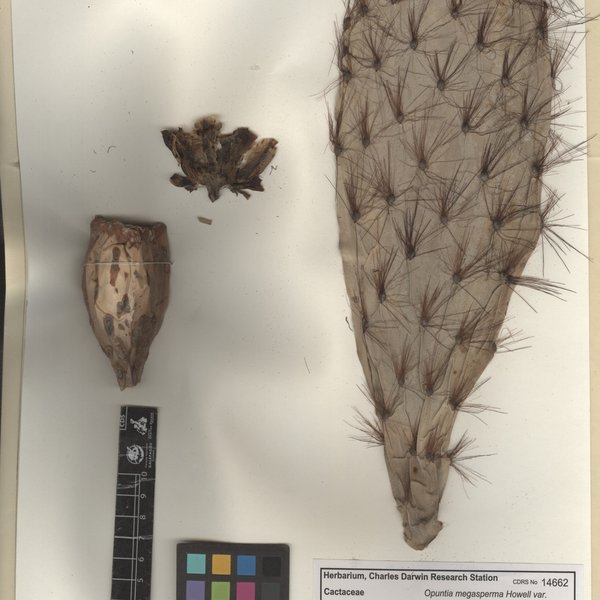 Opuntia megasperma Howell