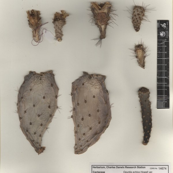 Opuntia echios var. barringtonensis E.Y. Dawson