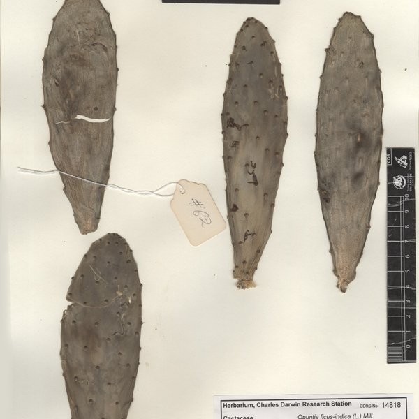 Opuntia ficus-indica (L.) Mill.