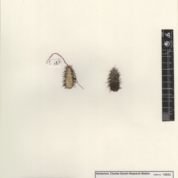 Mammillaria backebergiana F.G. Buchenau