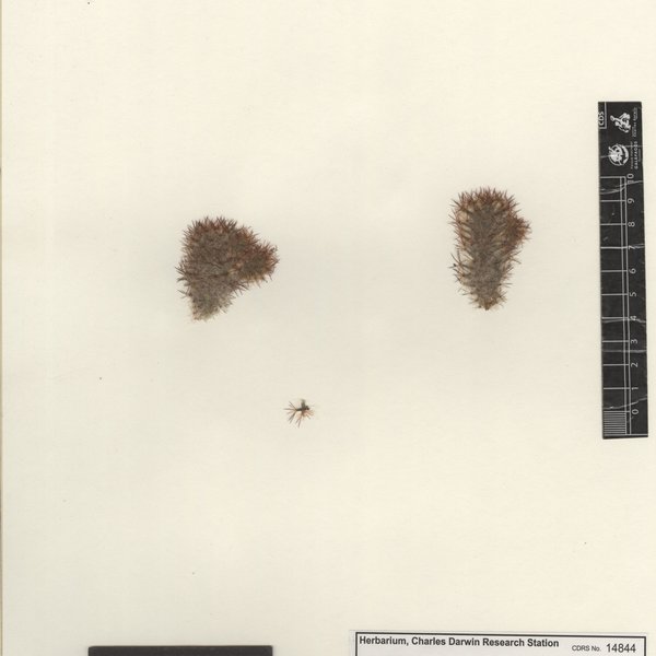 Mammillaria prolifera subsp. texana (Engelm.) Borg.
