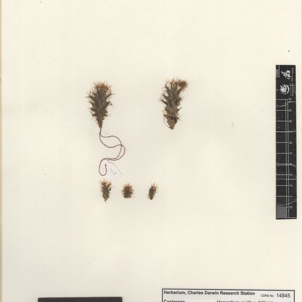 Mammillaria prolifera subsp. 1 (Mill.) Haw.