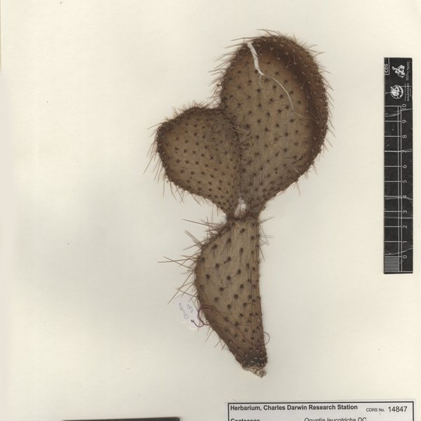Opuntia leucotricha DC.