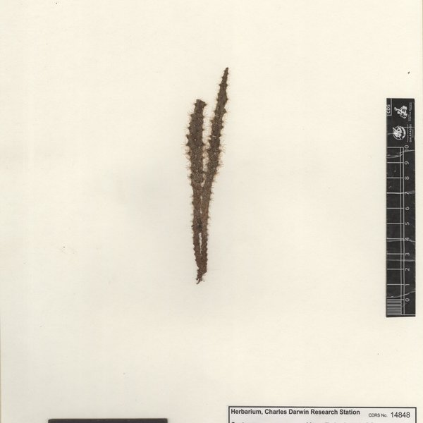Mammillaria elongata DC.
