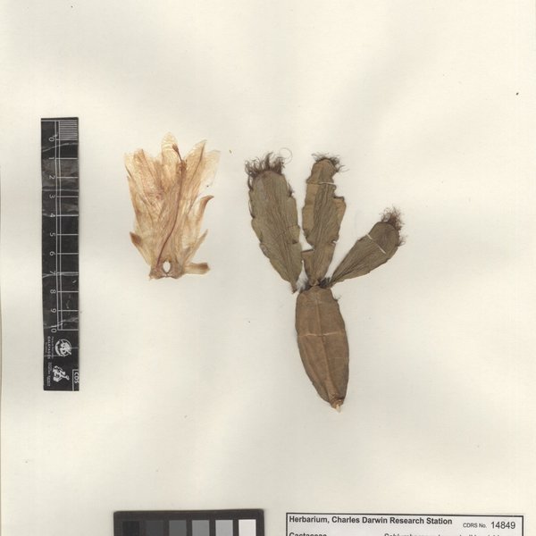Schlumbergera truncata (Haw.) Moran