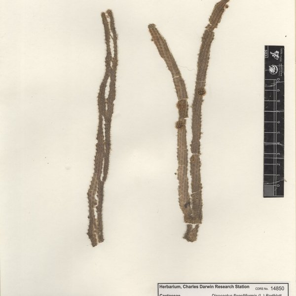 Aporocactus flagelliformis (L.) Lem.