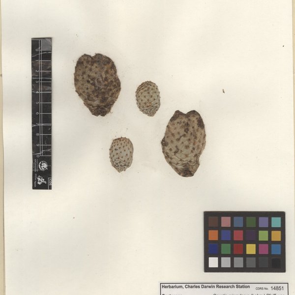 Opuntia microdasys var. 1 (Lehm.) Pfeiff.