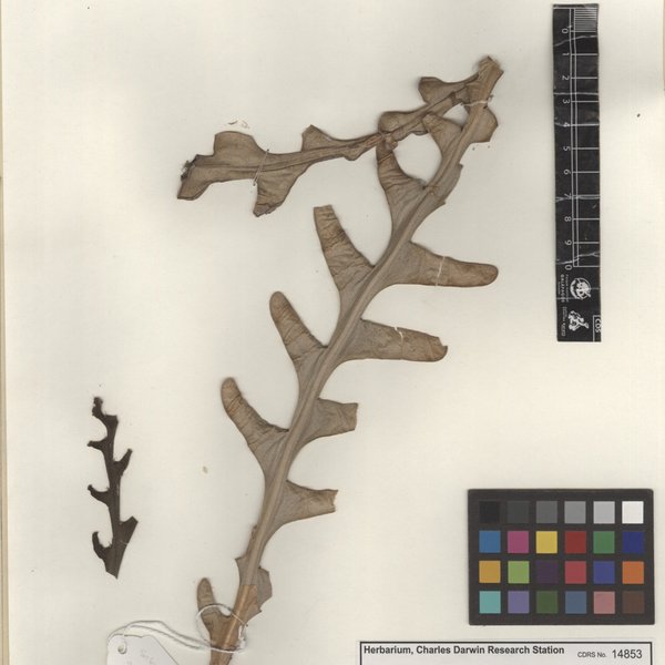 Selenicereus anthonyanus (Alexander) D.R. Hunt