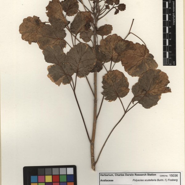 Polyscias scutellaria Burm. f.) Fosberg