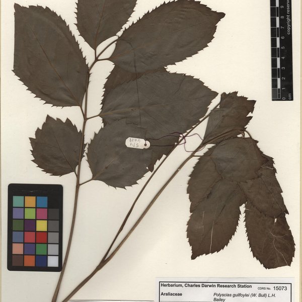 Polyscias guilfoylei (W. Bull) L.H. Bailey