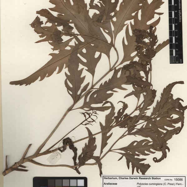 Polyscias cumingiana (C. Presl.) Fern.-Vill.