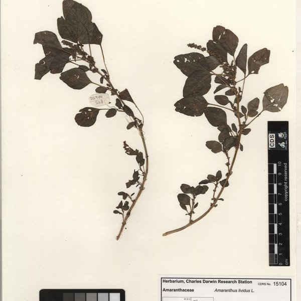 Amaranthus blitum subsp. oleraceus (L.) Costea
