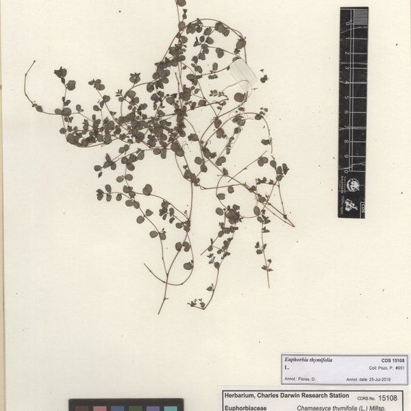 Euphorbia thymifolia L.
